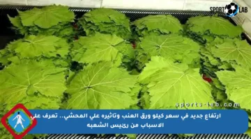 ارتفاع جديد في سعر كيلو ورق العنب وتأثيره على المحشي.. تعرف على الأسباب من رئيس الشعبة